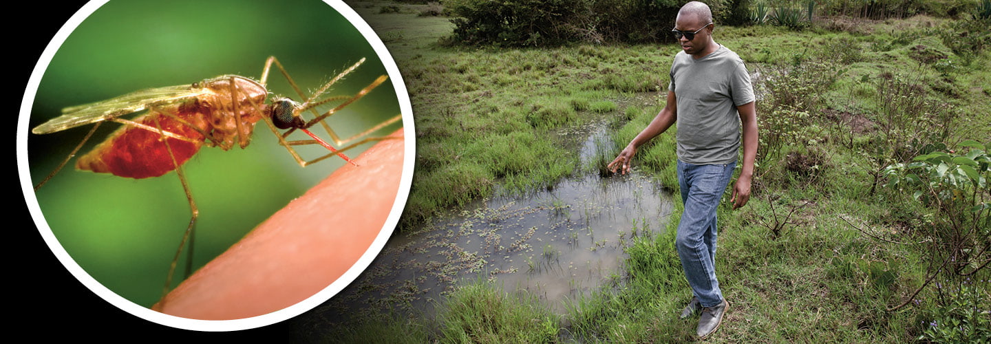 Image of mosquito drawing blood from skin and image of person walking next to pond